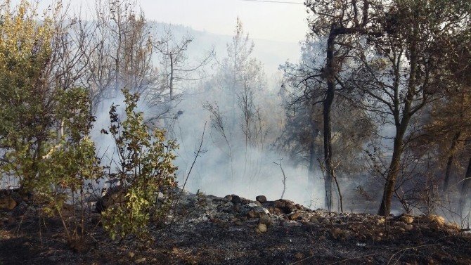 Osmaneli’nin Avdan köyünde çıkan orman yangını kontrol altına alındı