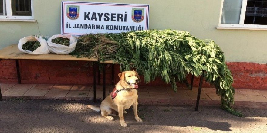 Jandarma’dan uyuşturucu operasyonu