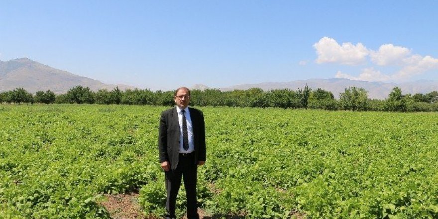 Ergan Fasulyesinde çalışmalar sürüyor