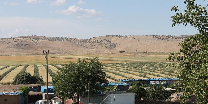 Şırnaklı çiftçinin başarısı