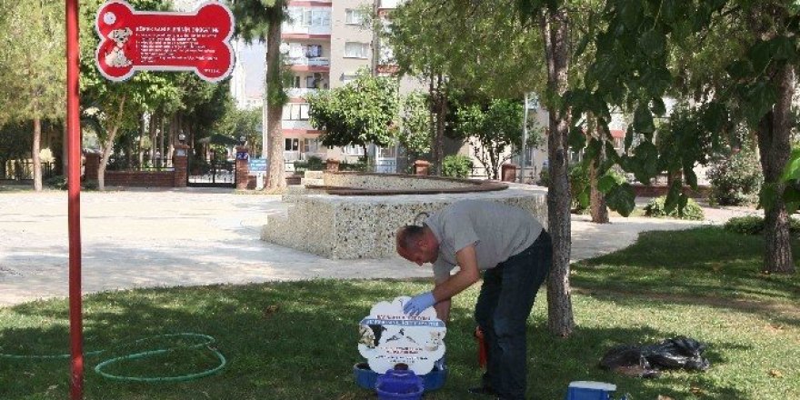 Bayraklı’da sokak hayvanlarına yakın ilgi