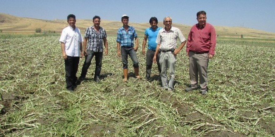 Sandıklı’da dolu ve şiddetli yağış tarım ürünlerine zarar verdi