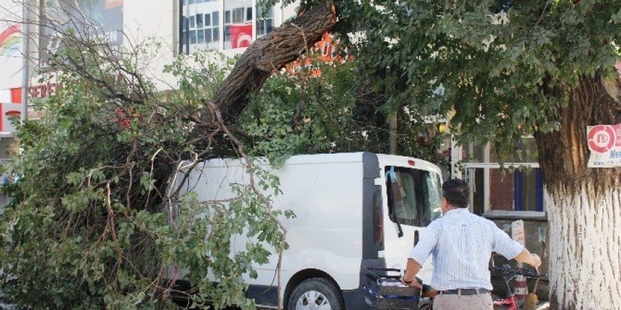 Asırlık ağaç minibüsün üzerine devrildi