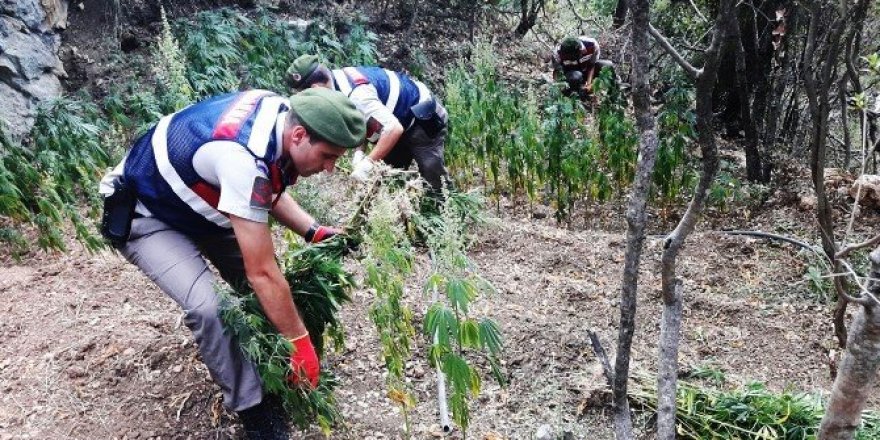 Ormanlık alanda Bin kök kenevir ele geçirildi