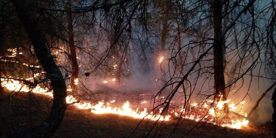 Çorum'da 60 hektar ormanlık alan yandı