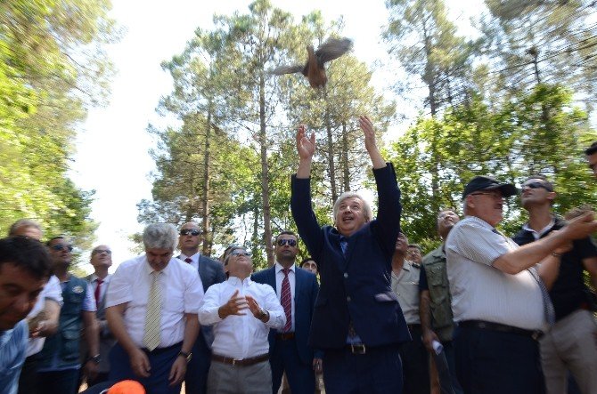 Sinop’ta 200 sülün doğaya salındı