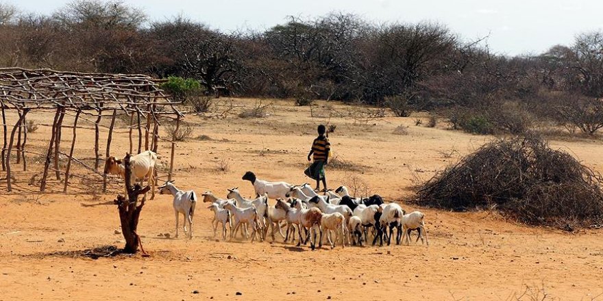 Türkiye'den Afrika'ya 'kuraklık stratejisi' desteği