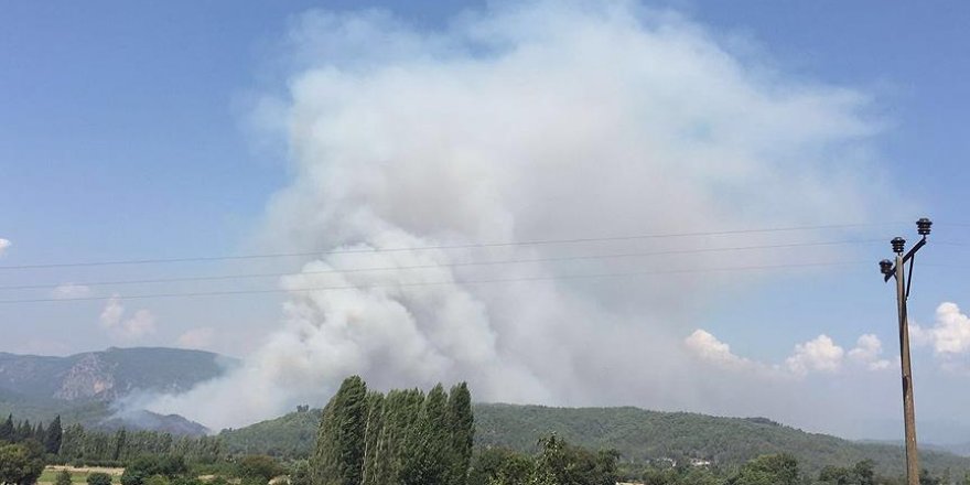 Muğla'da orman yangını