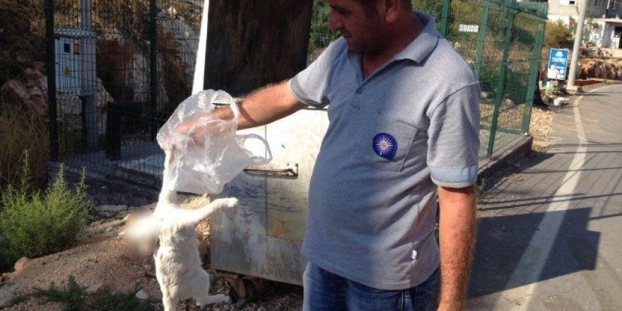 Antalya’da kedi katliamı