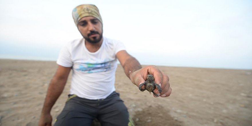 Caretta carettaların gönüllü 'ebe'si