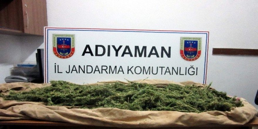 Adıyaman’da bin 217 kök kenevir bitkisi ele geçirildi