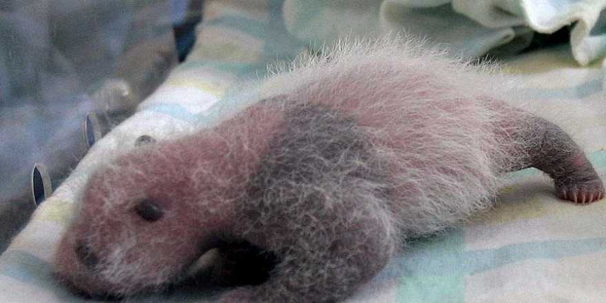 Avusturya'da ikiz pandalar dünyaya geldi