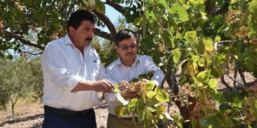 Yuntdağı fıstık diyarı oluyor