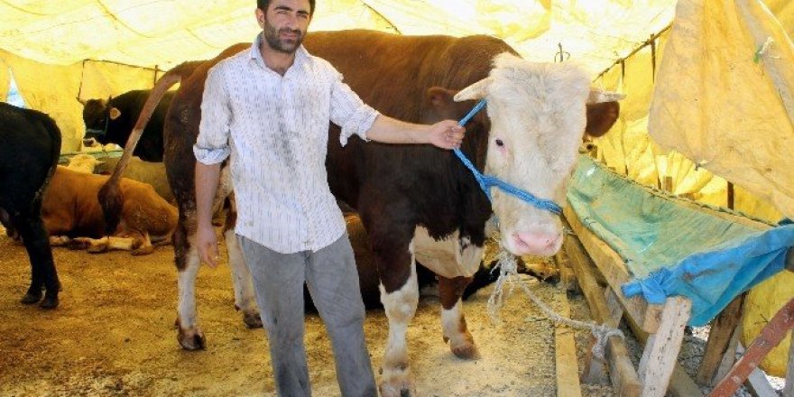 Bir tonluk Aslan alıcısını bekliyor