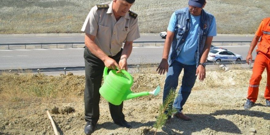 Tosya’da “15 Temmuz Demokrasi Şehitleri Hatıra Ormanı” kuruldu