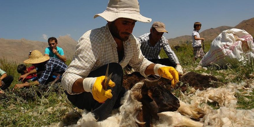 Yüksekova'da halaylı koyun kırkma şenliği