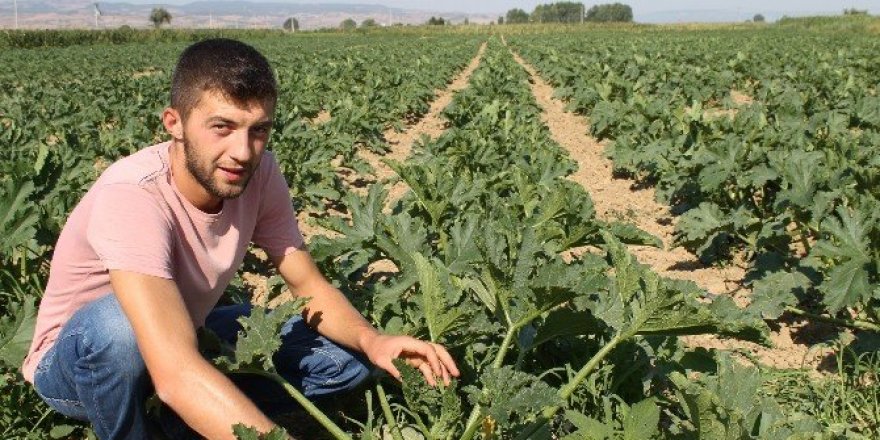 Yenişehir’den Avrupa’ya kabak reçeli