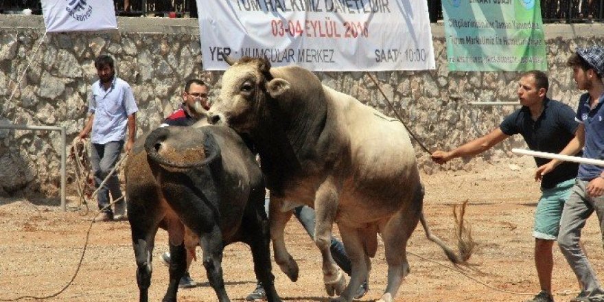 Bodrum’da boğa güreşleri