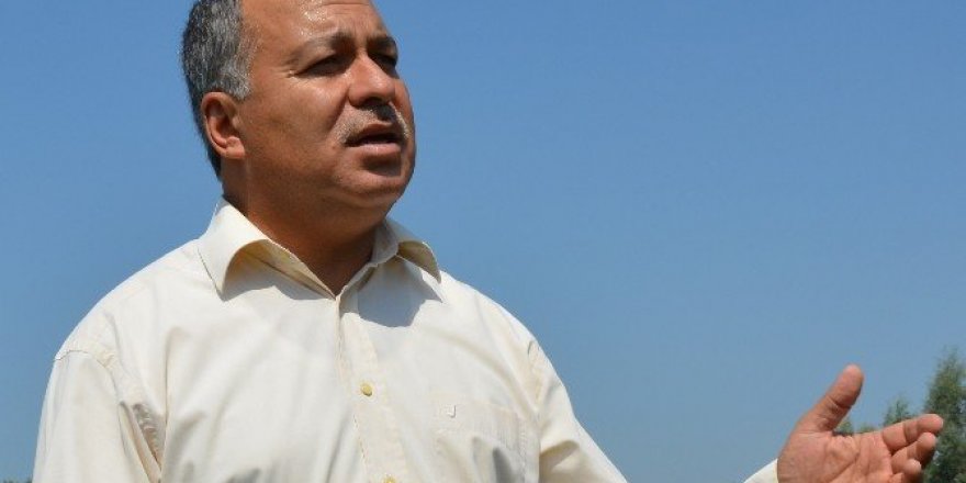 Organik zeytin desteklerinde süre değişimi Sökeli üreticiyi sevindirdi