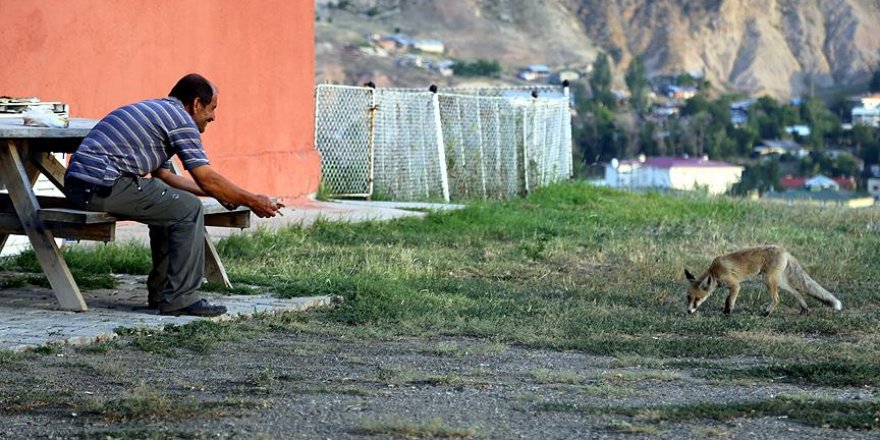 Kurnaz tilki geçim kaynağını buldu