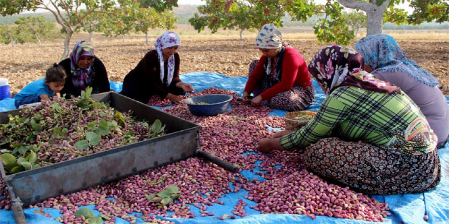 Askeri operasyonun sürdüğü Karkamış'ta vatandaşlar tarlada çalışıyor