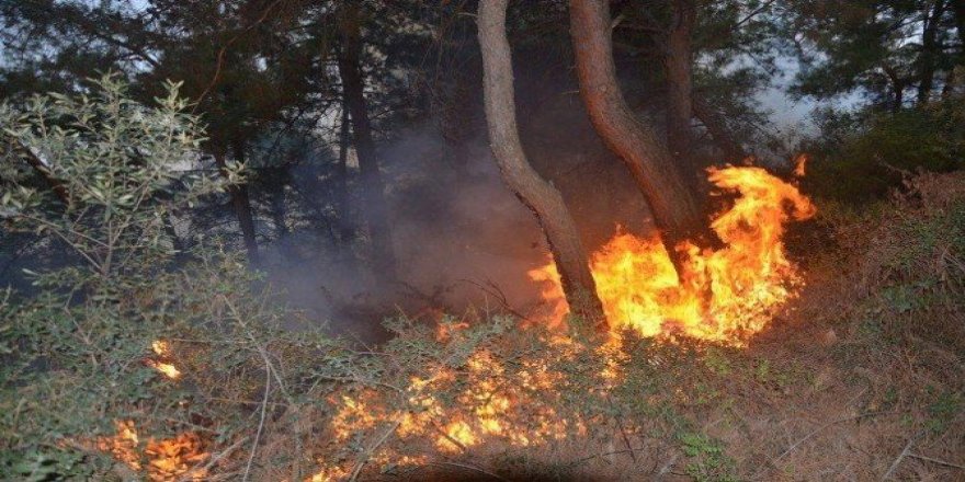 Bursa’da orman yangını