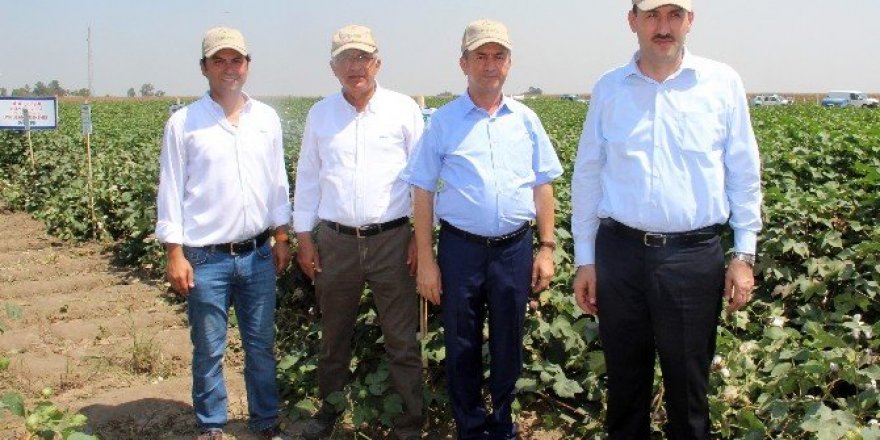 Pamukta rekolte beklentisi 140 bin ton