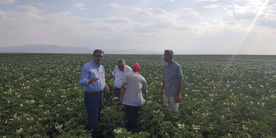 Konya Şeker patates tohumu üretti
