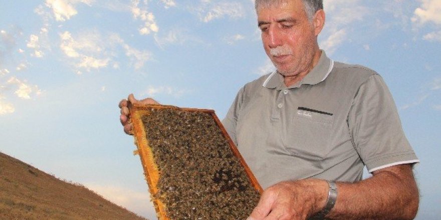 Keven balında üretim yüzde 70 düştü