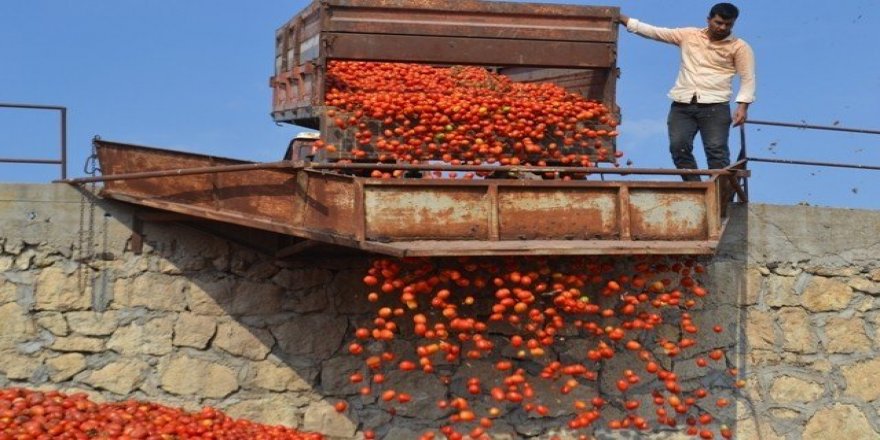 Bigadiç’de salçalık domates hasadı başladı