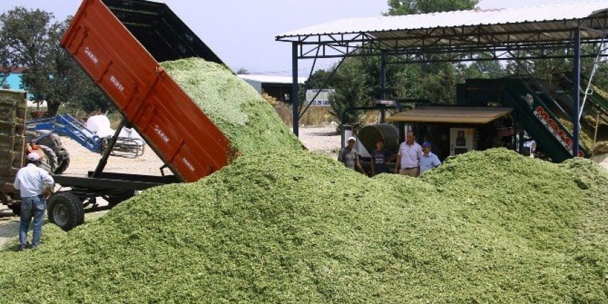 Paketlenmiş silajlık mısıra çiftçiden büyük ilgi