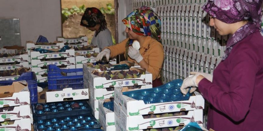 Tarım AŞ'den ilk ihracat Almanya'ya