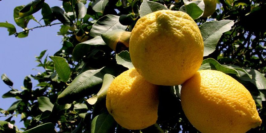 Mersin'de limon hasadı başladı