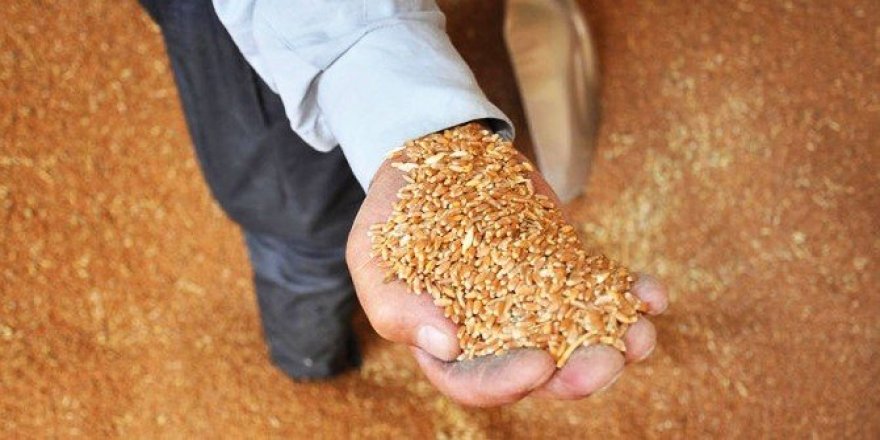 Tohum destek başvuruları başladı