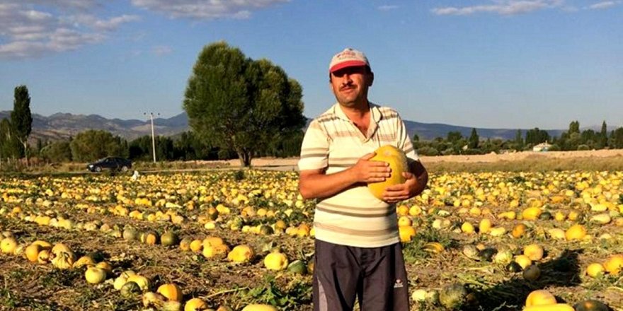 Kabak çekirdeğinde 875 ton rekolte bekleniyor