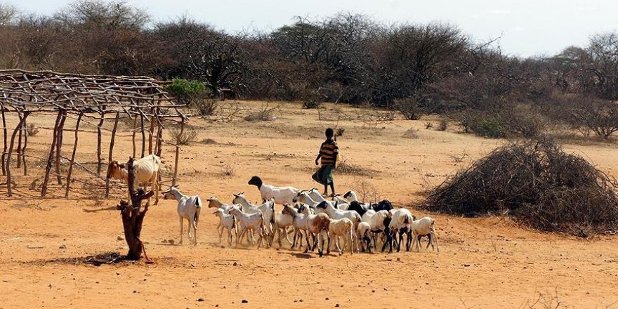 Afrika'nın 'kuraklık stratejisi' hazırlandı