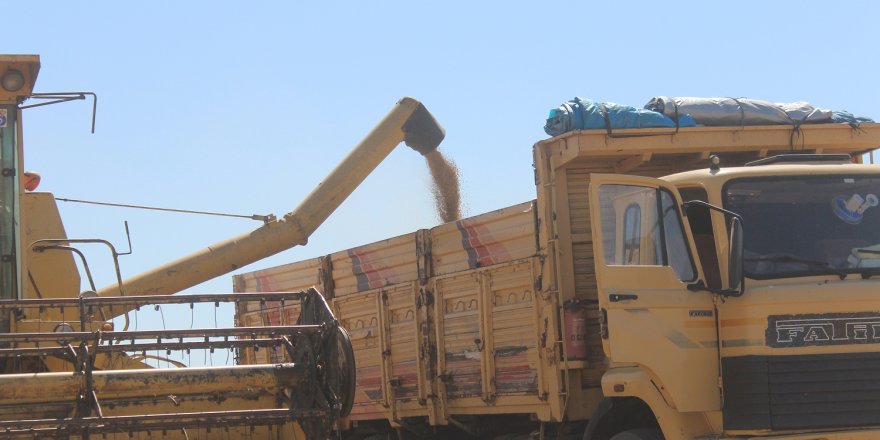 TMO, Konya'da üreticiden 20 bin ton hububat ürünü aldı