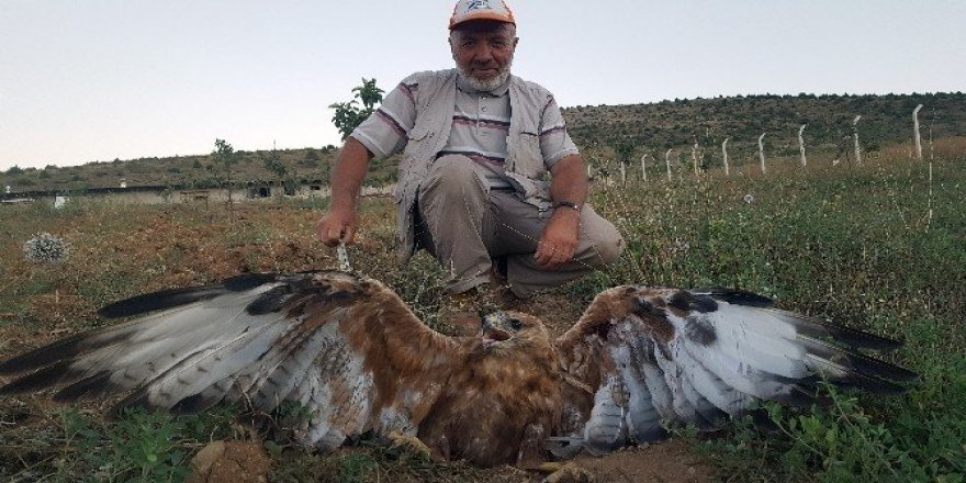 Kelkit’te yaralı kartal bulundu