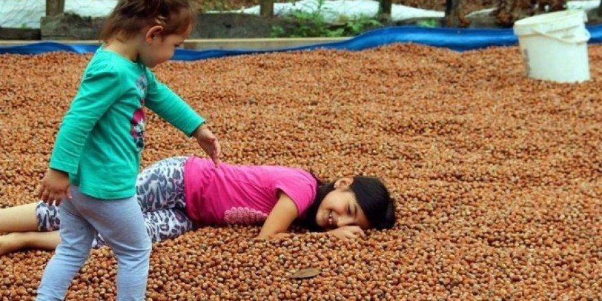 Üreticinin harmanda fındık nöbeti