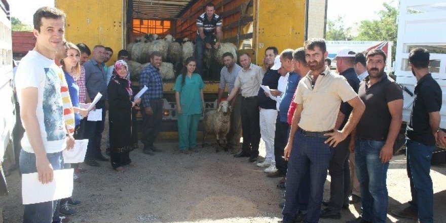 Muş’ta genç çiftçilere hayvanları dağıtılmaya başlandı