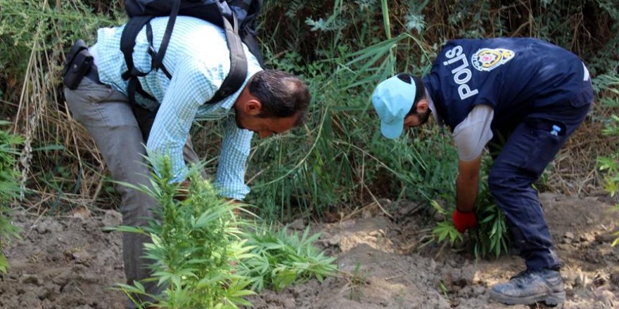 Diyarbakır'da Hint keneviri operasyonu
