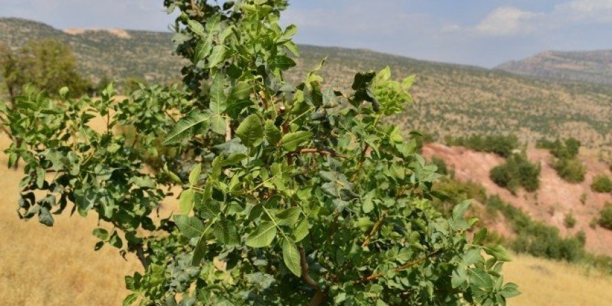 Binlerce menengiç ağacına 14 bin 500 göz fıstık aşısı yapıldı