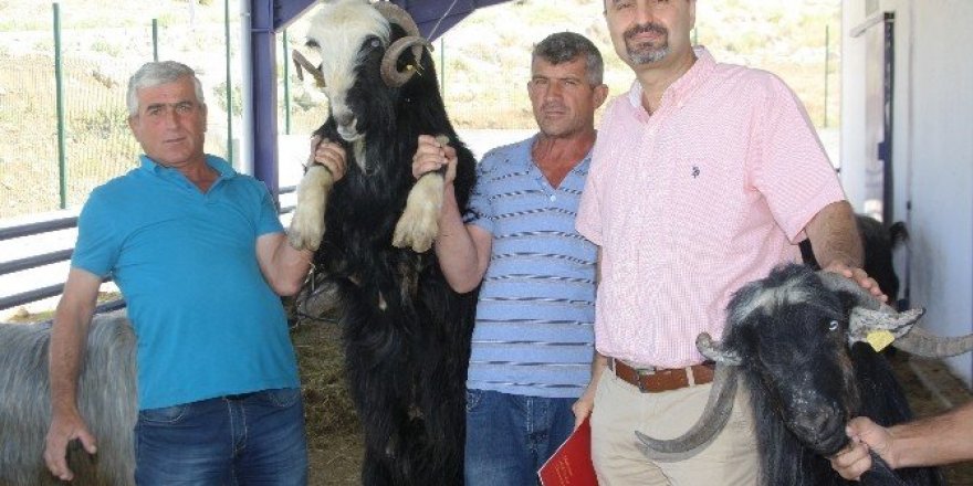 Üniversitede yetiştirilen keçiler, Kurban Bayramı’na hazır