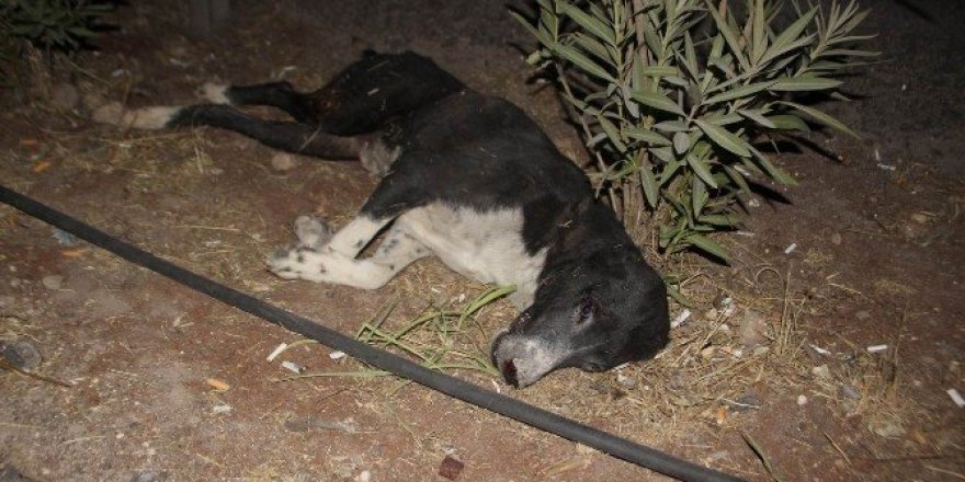 Yaralı köpeği almaya gelen olmayınca öldü
