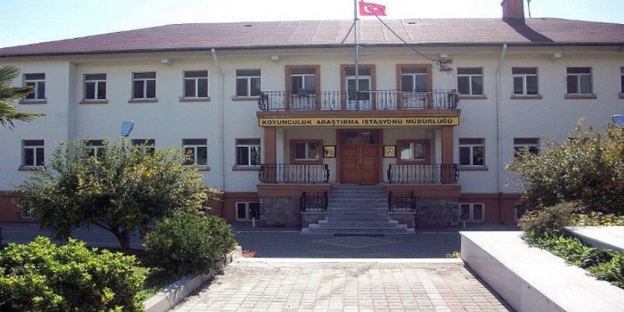 2016 yılı Kurbanlık satış fiyatları belli oldu