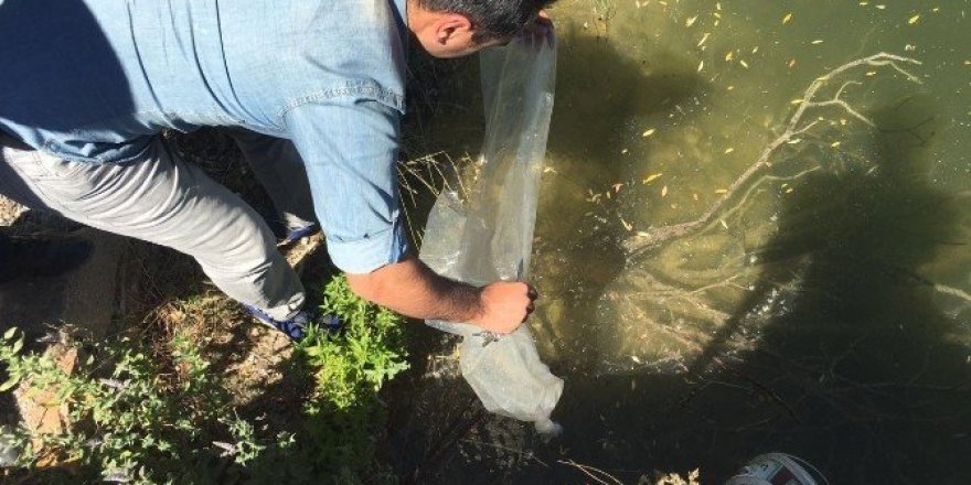 Akçakışla Göletine 10 bin adet yavru sazan bırakıldı