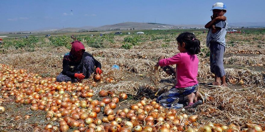 Soğan üreticisinin umudu ihracatta