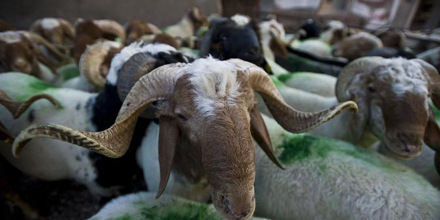 Mirasımız Derneği Kudüs'te kurban kesiyor