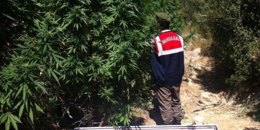 Burdur’da uyuşturucu operasyonu