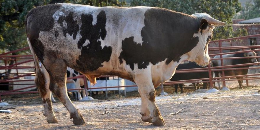 Ayvacık'ta 1,2 tonluk boğa alıcı bekliyor